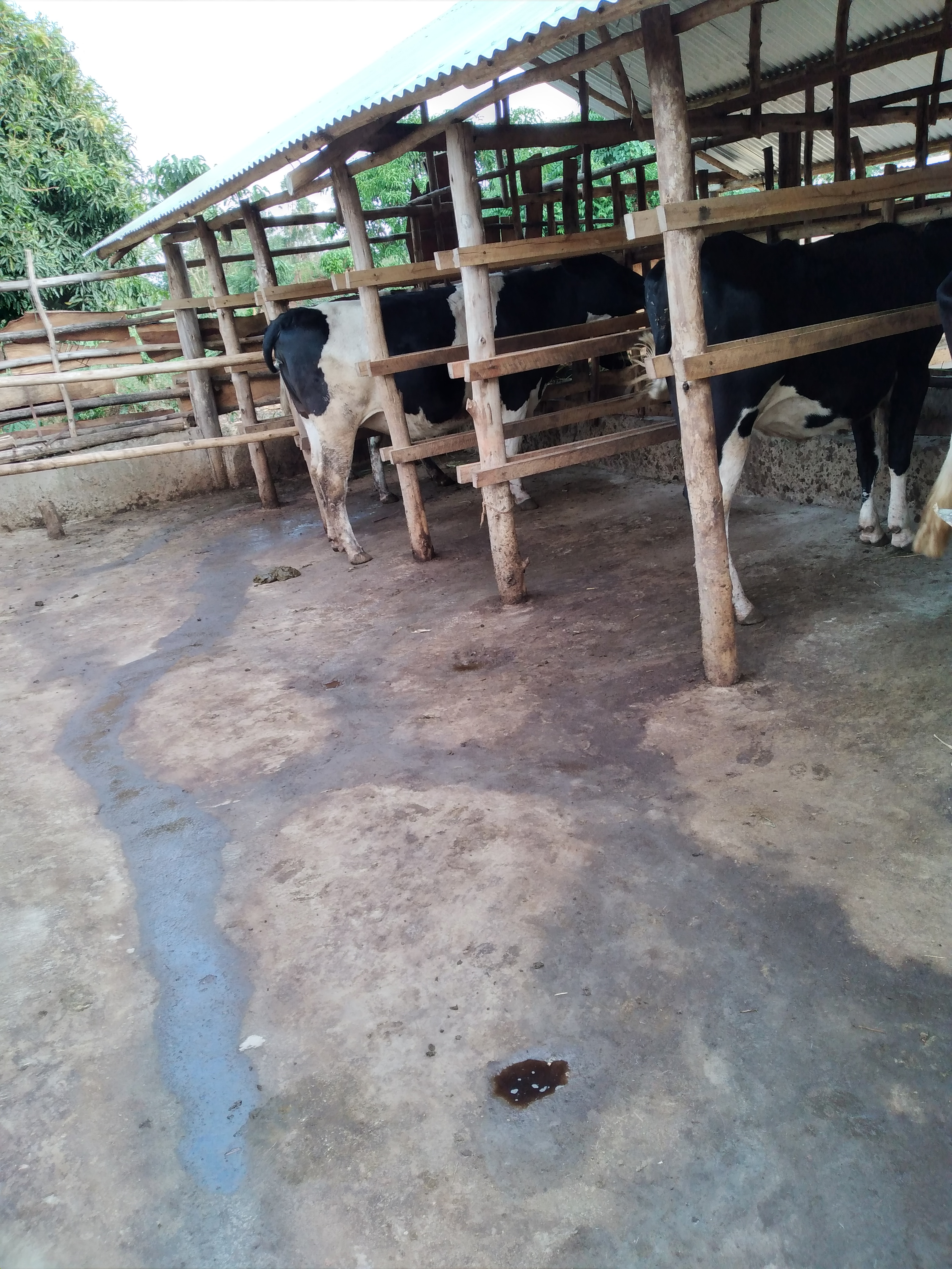 Cows in pens