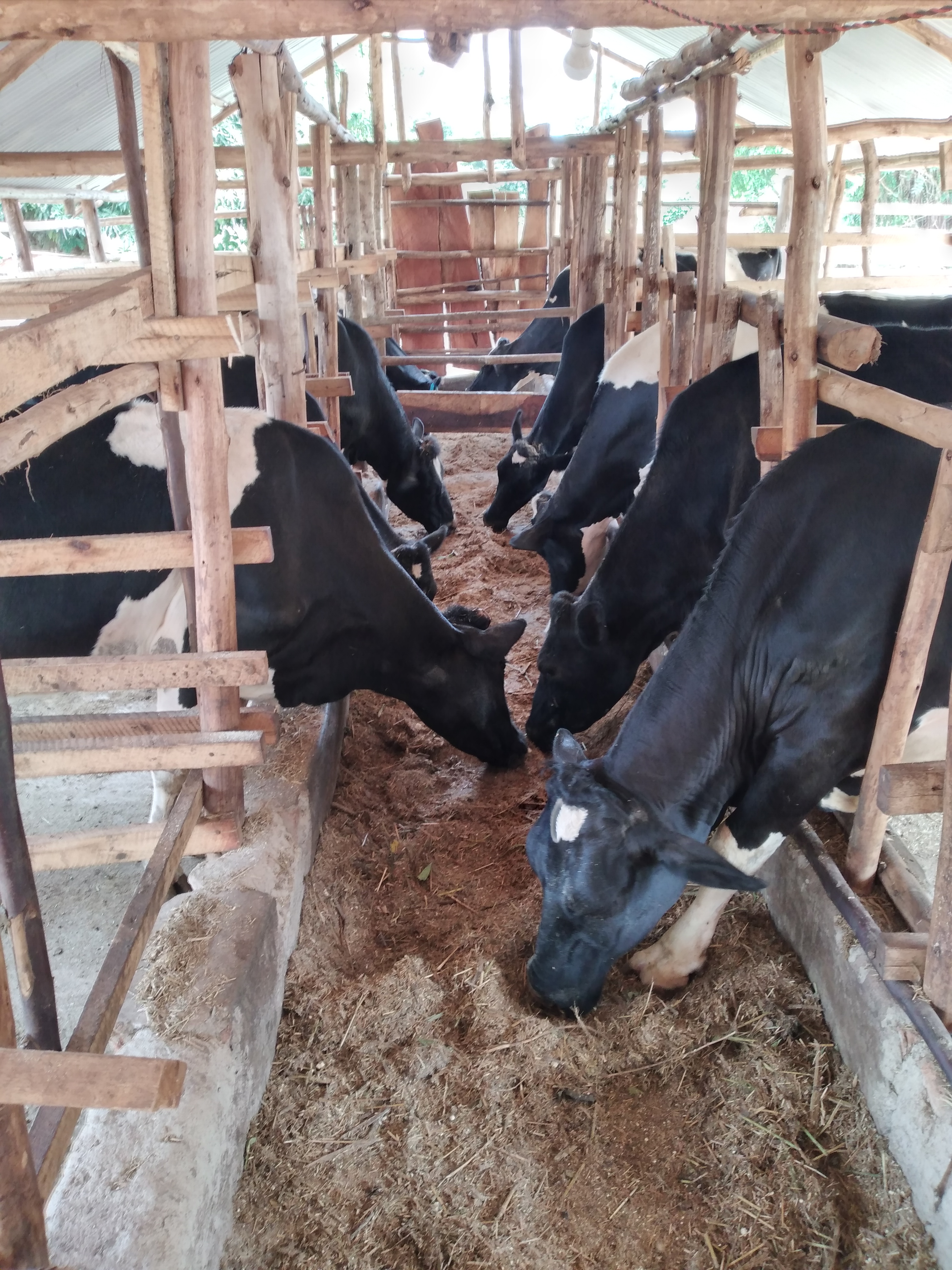 Holstein cows feeding on silage