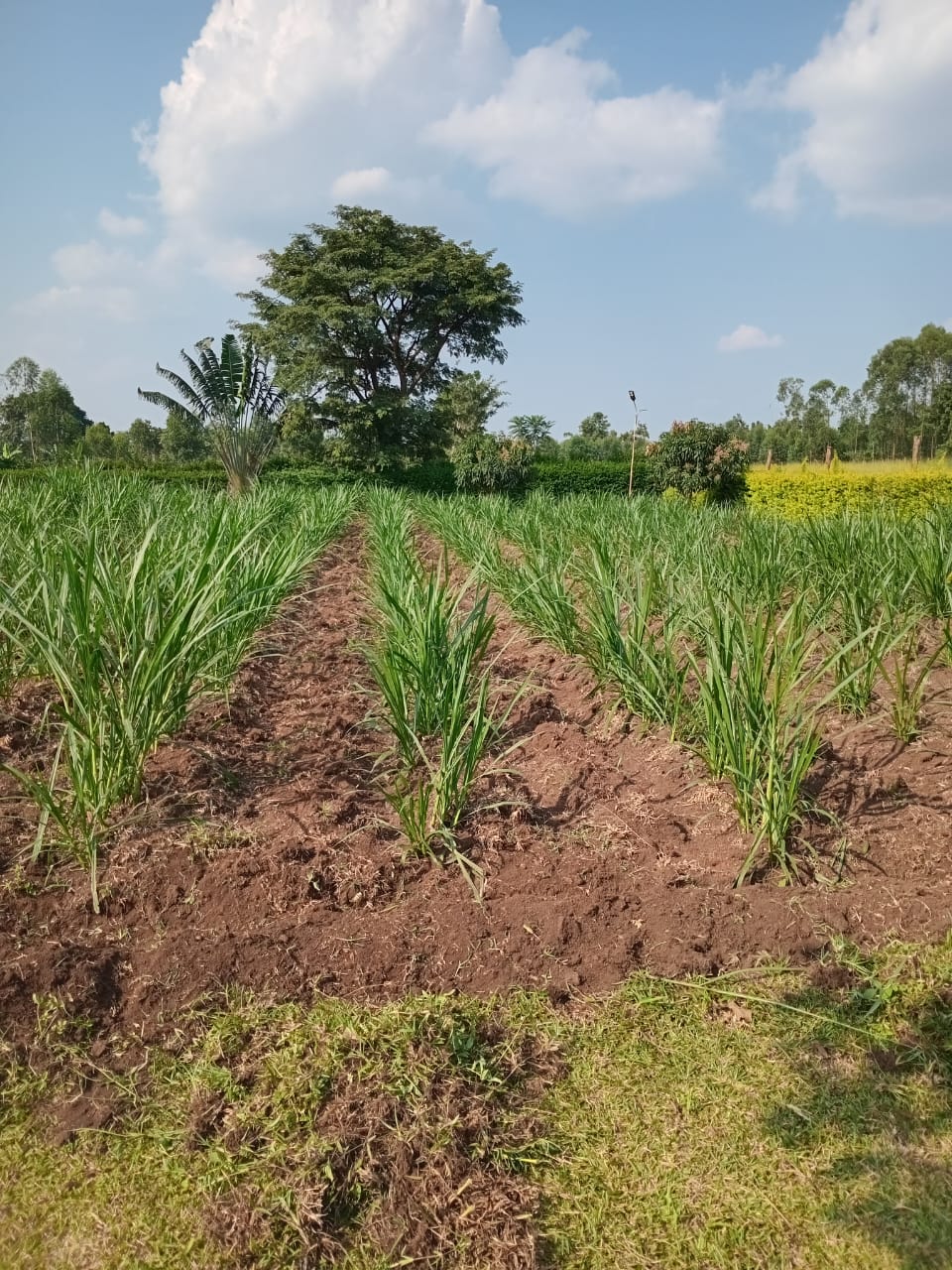 Napier grass crops field on farm